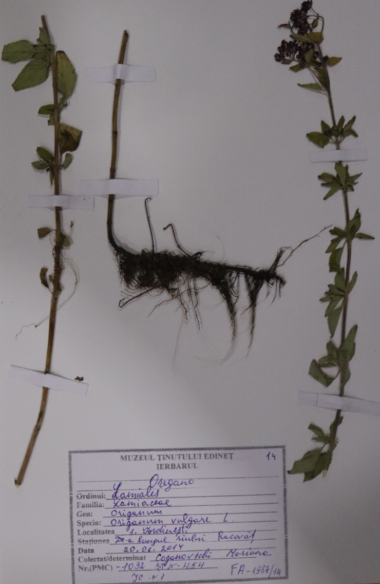 Origanum vulgare ( oregano)