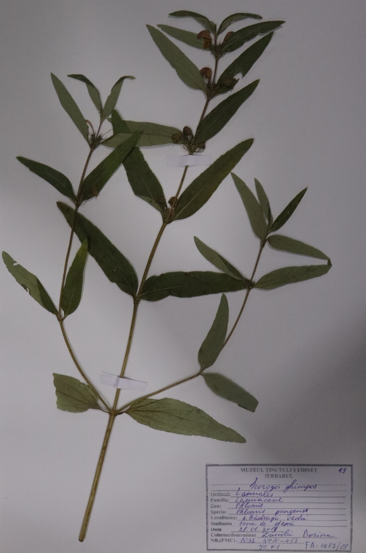 Phlomis pungens (scorogoi ghimpos)
