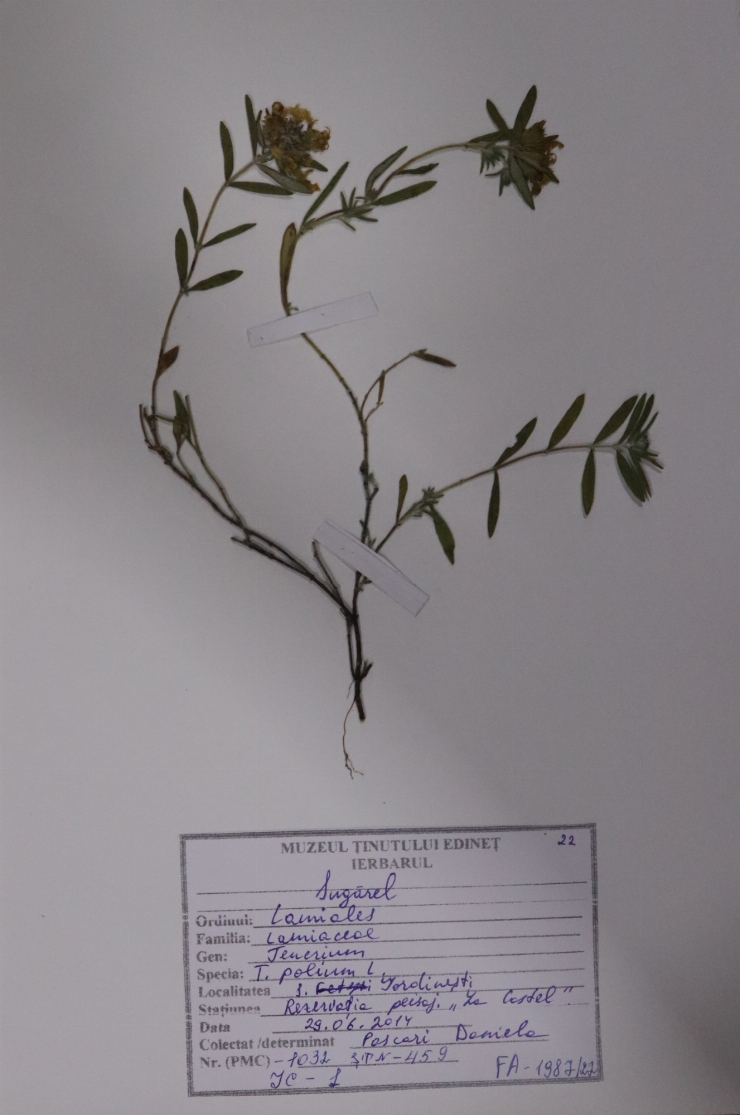 Teucrium polium ( sugărel)