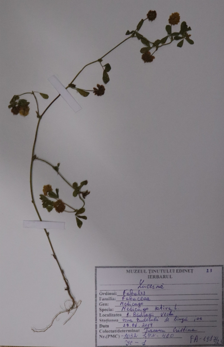 Medicago sativa ( lucernă)
