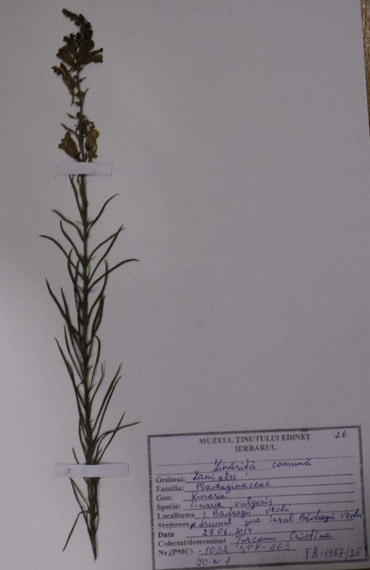 Linaria vulgaris ( linăriță comună)