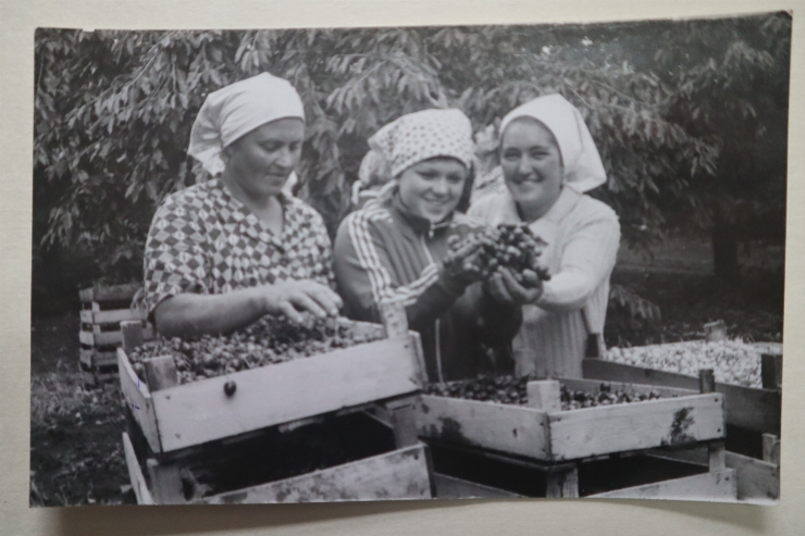  Cmita E.E.; Poneatovscaie E.M.; Guranscaia A.P- grădinari fruntași.