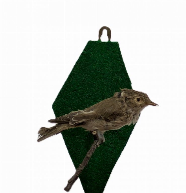 Muscar sur; Muscicapa striata (Pallas, 1764)