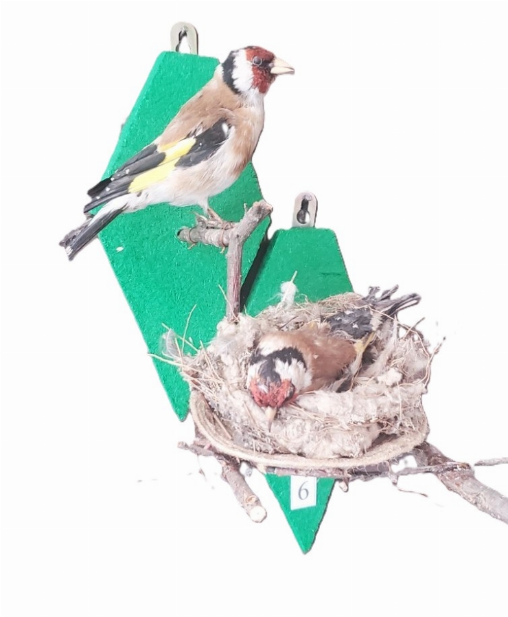 Sticlete; Carduelis carduelis (Linnaeus, 1758)